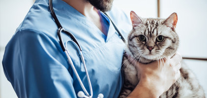 Come sapere se il tuo gatto soffre di ipertiroidismo: sintomi e trattamento