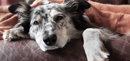 Tosse e bronchite nel cane: cause, sintomi e cura