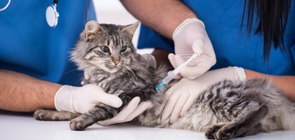 Vaccini nei cani e nei gatti: quali fare e perché