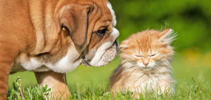 Profilassi primaverile: come proteggere cani e gatti da pulci, zecche e zanzare