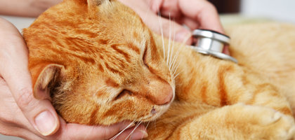 FIP, Cos’è la Peritonite Infettiva Felina: Cause, Sintomi e Cura