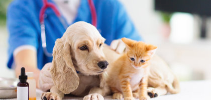 Perché è importante vaccinare il proprio cane e il proprio gatto