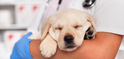 La displasia dell’anca nei cani e l’intervento di sinfisiodesi pubica per i cuccioli con sospetta displasia