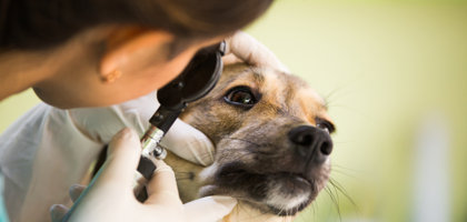 La diagnosi delle oculopatie congenite e di razza nei cani