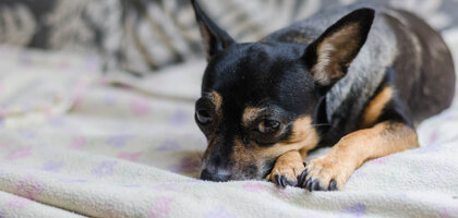 Sindrome Vestibolare nel cane anziano: cause, sintomi e cura