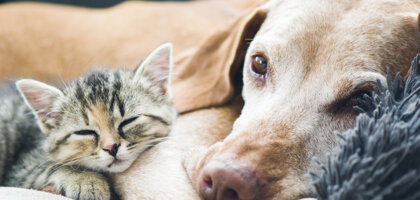 Chemioterapia nel cane e nel gatto